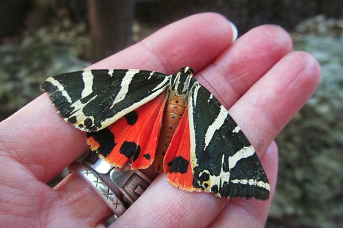 butterfly moth insects animals hand valleyofbutterflies rhodes greece