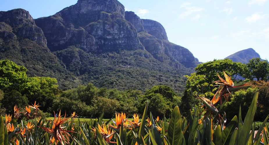 Bezienswaardigheden Kaapstad: Kirstenbosch National Botanical Garden | Mooistestedentrips.nl