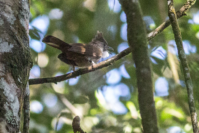 Penan bulbul