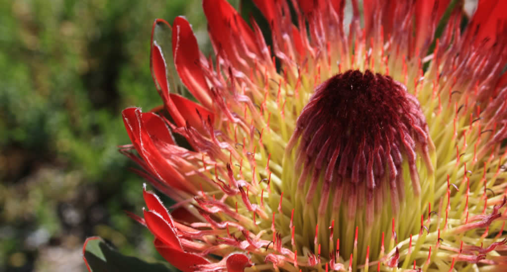 Bezienswaardigheden Kaapstad: Kirstenbosch National Botanical Garden | Mooistestedentrips.nl