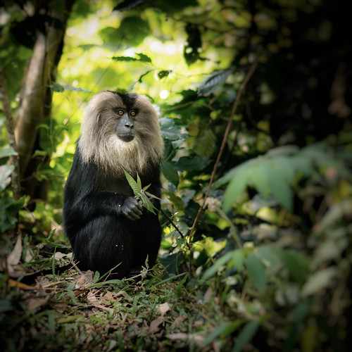 Nilgiri Biosphere Reserve | Flickr