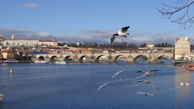 Gaviotas del río Moldava. Praga