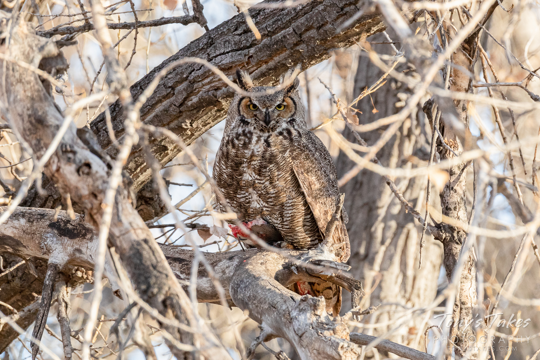 A great horned owl guards a fish it was eating. (© Tony’s Takes)