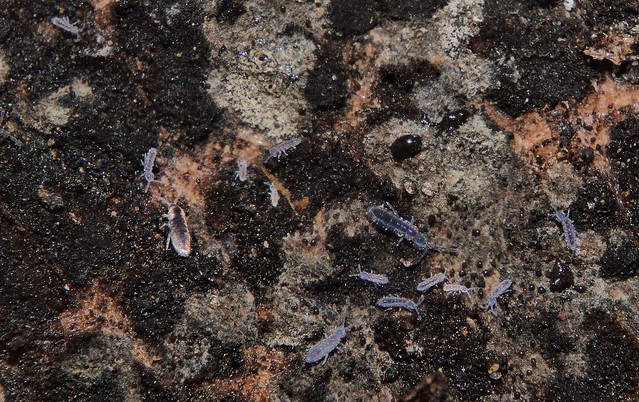 Many violet springtails Isotomidae and 1 Lepidocyrtus sp Entomobryidae Collembola feeding on fungal exudate Mandalay rainforest Airlie Beach P1112236
