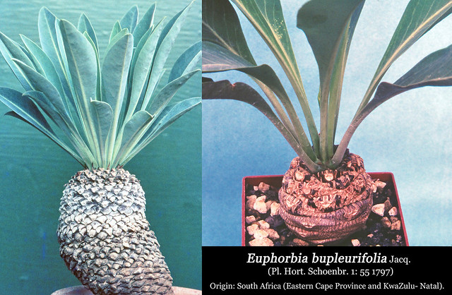 Euphorbia bupleirifolia (collage)