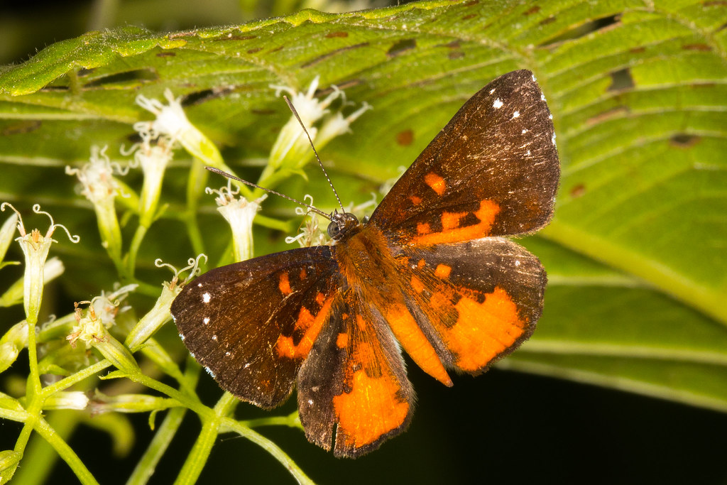 Orange-speckled Grayler (Parvospila emylius)