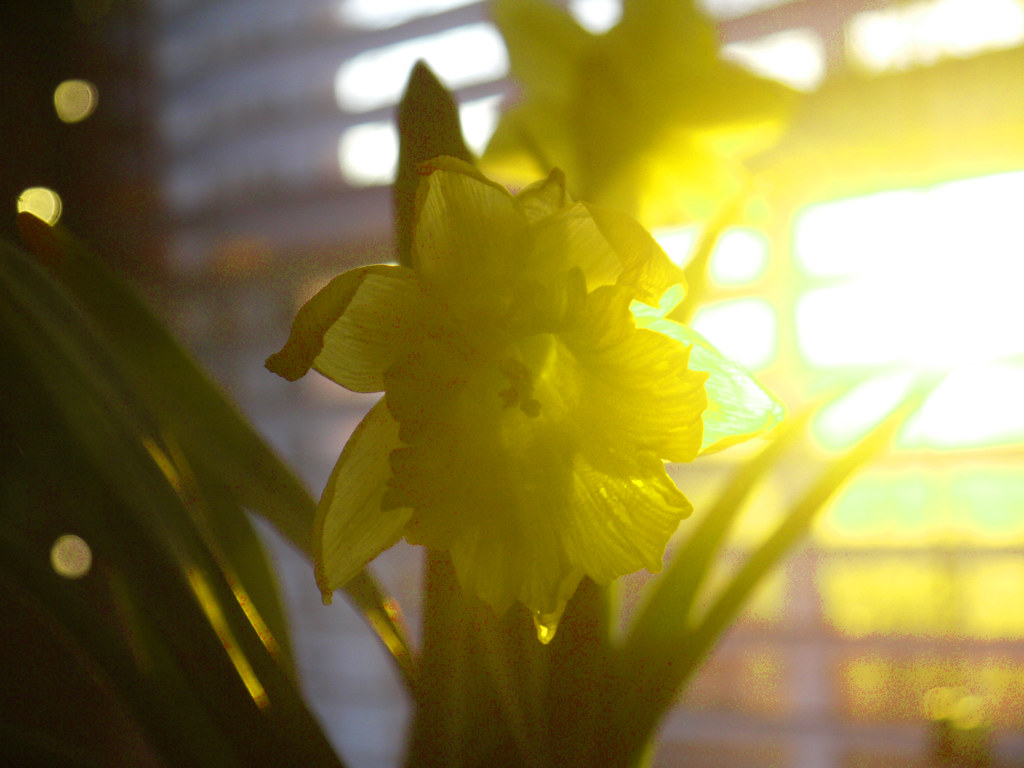Sun sets on daffodils