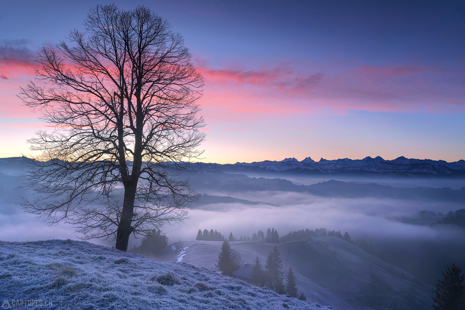 Dawn and the tree - Lüderenalp