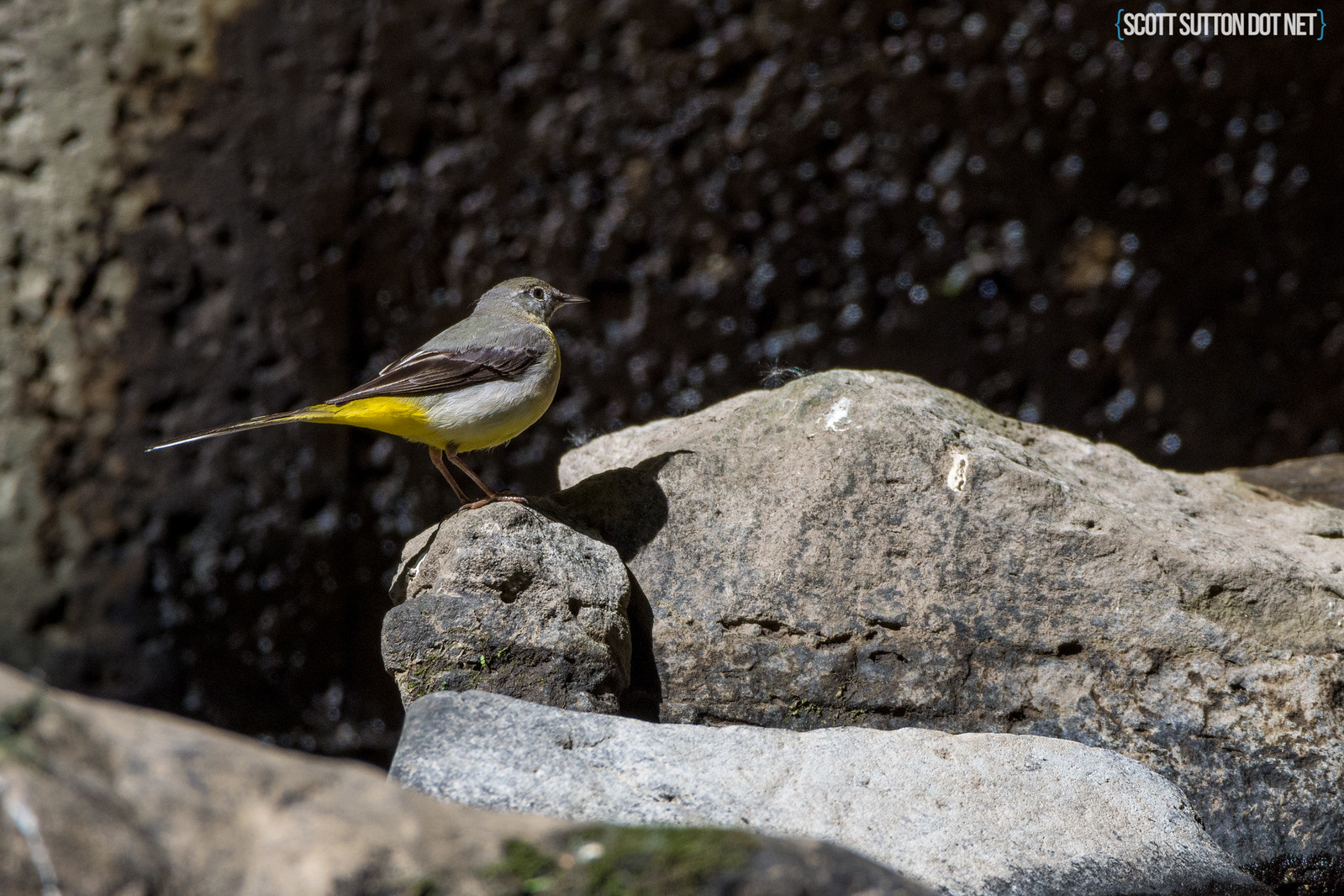 Grey Wagtail by the river