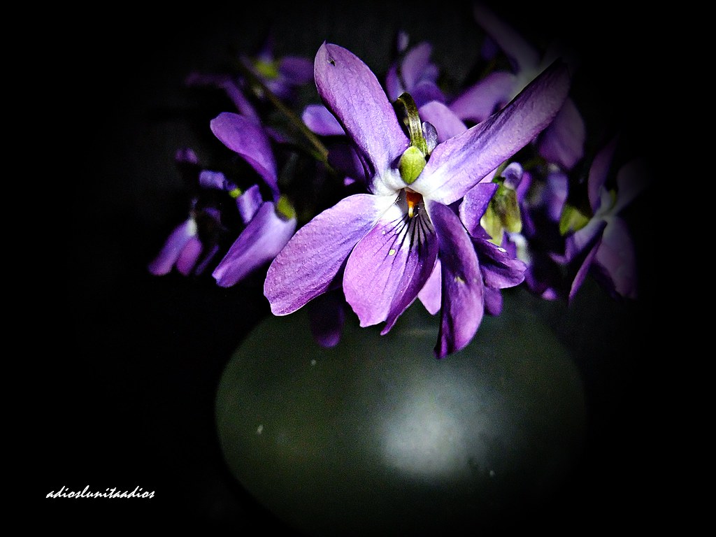 Sencillez y belleza de las violetas  058