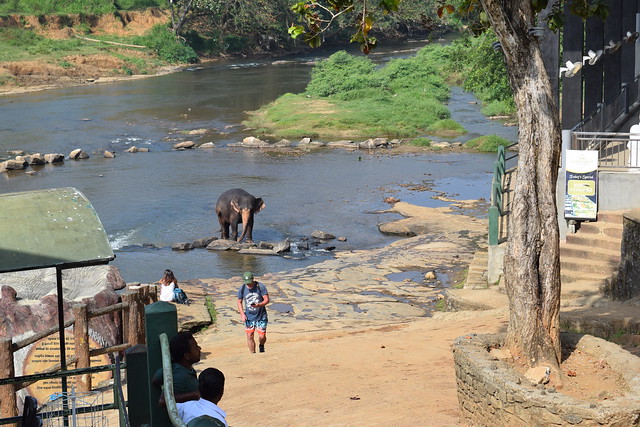 Sri Lanka, Pinnawala, Elephant Orphanage