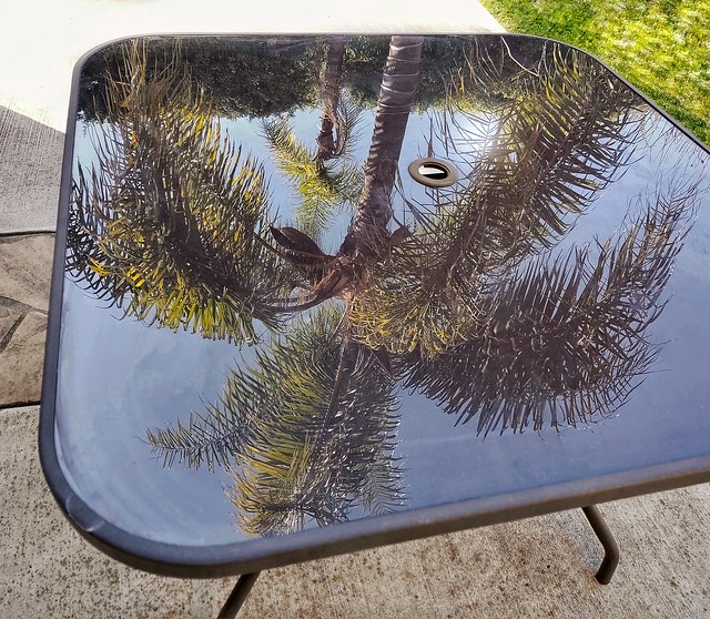 Palm reflected in a patio table