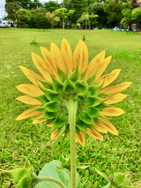 Girassol / Sunflower [Helianthus annuus], Brasília
