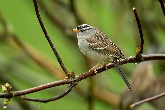 White -crowned Sparrow(adult)