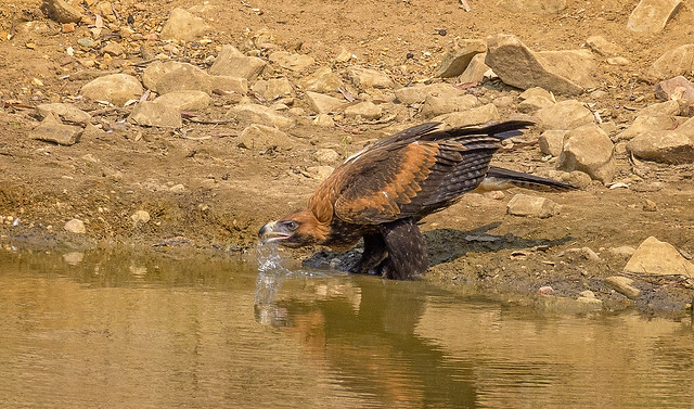 40.5°C,  alice river - juvenile wedgetail eagle #2