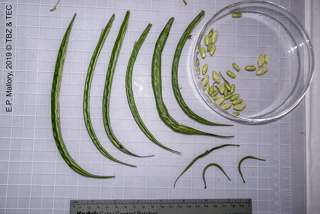 Collected 2019-03-05 TEC-0400 Vachellia gentlei pods and embryos on ground under tree - E.P. Mallory