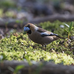 Male Hawfinch foraging under the Hornbeams