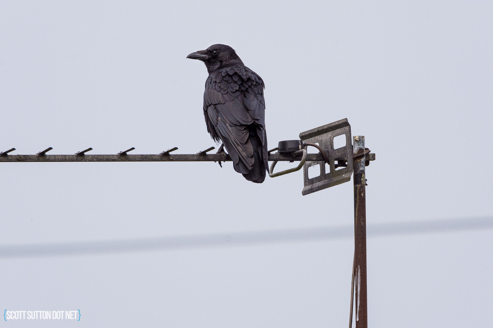 Raven on an aerial