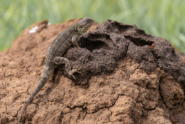 Agama burgling a termite mound for food