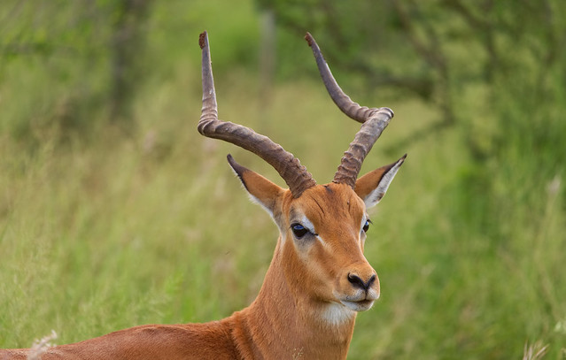 Hlane National Park, Swaziland (eSwatini)