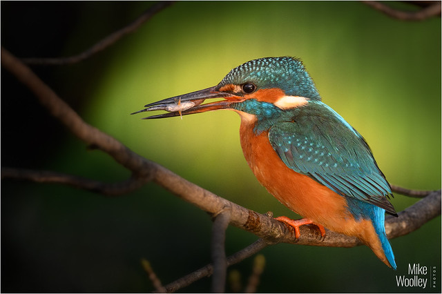 Kingfisher CloseUp