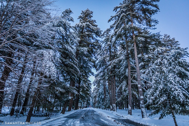 Avenue of the Pines at Dusk
