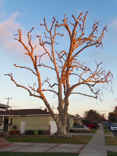 Bare Tree at Sunset - Olympus Stylus Tough TG-4