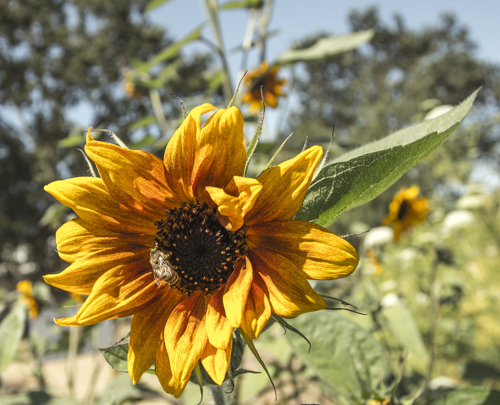 Bounty Sunflower - 5197