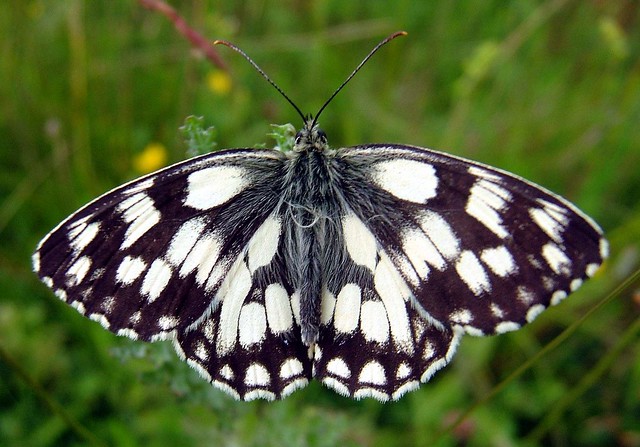 Marbled White Butterfly, Tring, Hertfordshire 7th June 2006