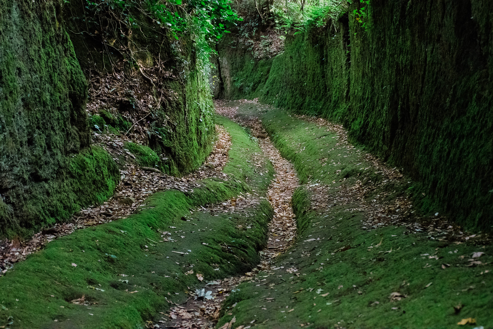 The Vie Cave, a mossy green path carved in stone in Maremma, Italy