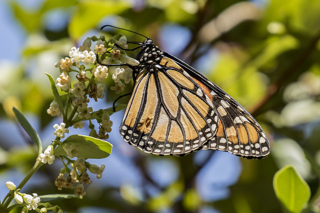 Monarch Butterfly