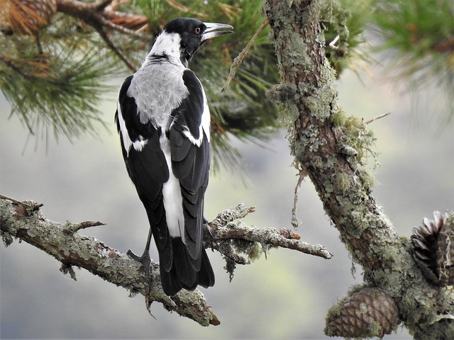 Young magpie in the pine tree at the bottom of the garden.
