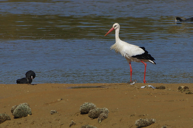 K32P3141aa White Stork, Lagoa dos Salgados, October 2019