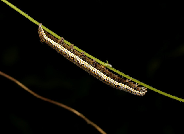 Forest Caterpillar