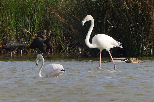 K32P3552a Greater Flamingo, Lagoa dos Salgados, October 2019