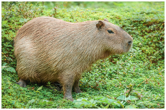 Lesser Capybara / Capibara Menor