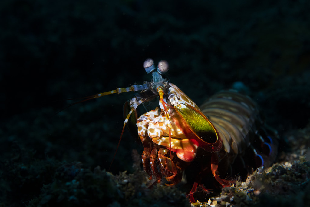 Mantis Shrimp, Tulamben, Bali