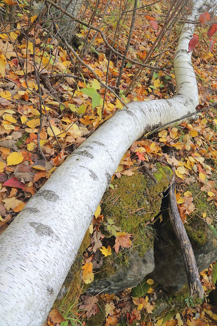 The Birch Snake