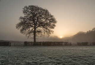 Mist and Frosty Sunrise