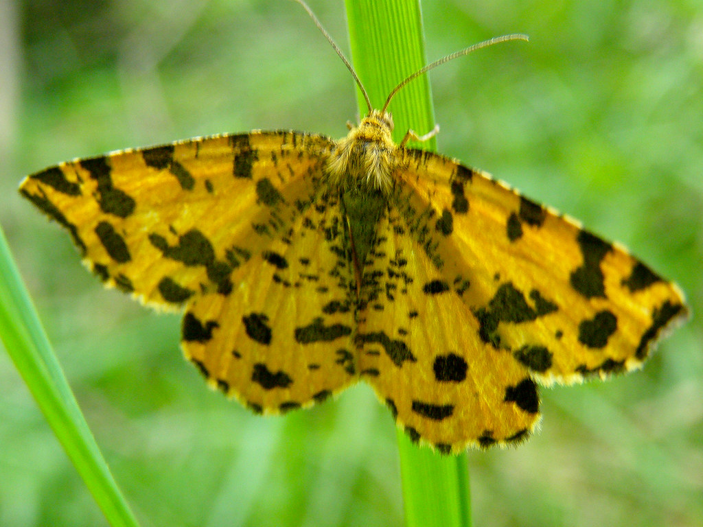 Speckled yellow moth (Pseudopanthera macularia)