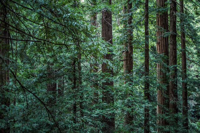 dense coastal redwood forest