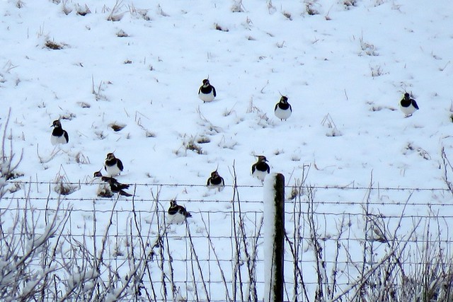 Lapwings in the snow