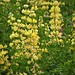 Flickr photo 'Lupinus arboreus Tree Lupin' by: gailhampshire.