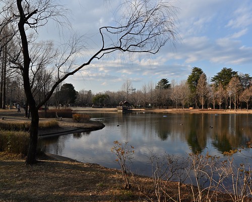 landscape water lake reflection bluesky tree branches pattern nature iruma saitama japan 入間市 埼玉 菜の森公園