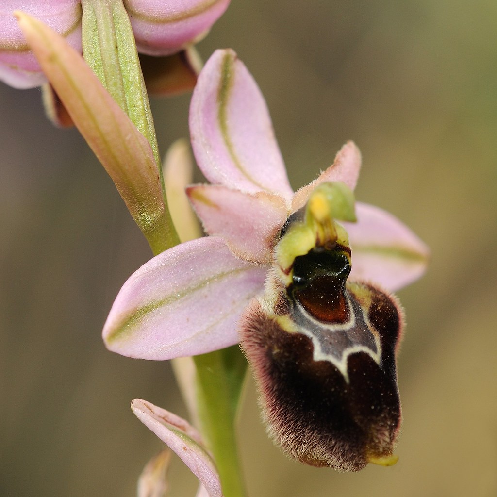 Übersehene Wespenragwurz × Frühblühende Spinnenragwurz, Ophrys neglecta × Ophrys praecox