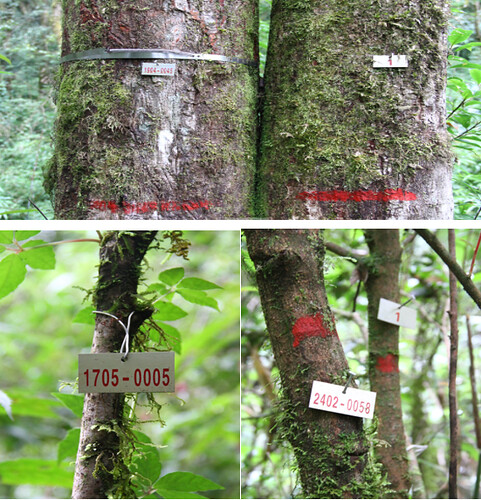 Tue, 02/11/2020 - 09:17 - Tree tags