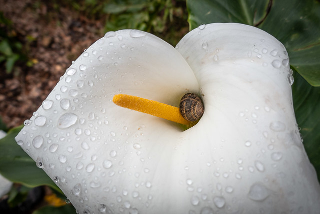 snail in Calla Lily