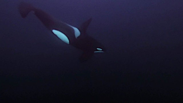 Orca under water