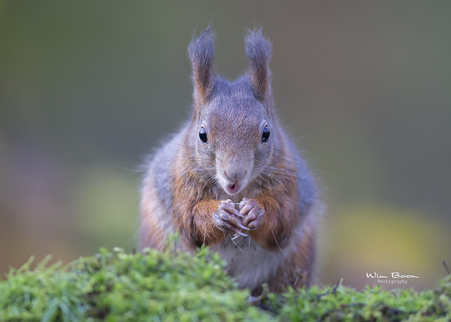 Red Squirrel - Rode eekhoorn