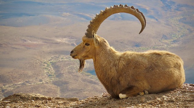 Nubian Ibex (Capra nubiana)